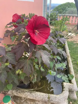 a red flower in a stone planter with water at Chambre d'hôtes duplex Le petit mas niçois de la Villa rose in Nice