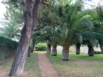 a row of palm trees in a park with a path at Front sea Luxury in Cagnes-sur-Mer