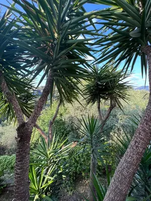 a group of palm trees in a forest at Souvenir à jamais ! in Nice