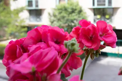 a bunch of pink flowers in a vase at BEAUTIFUL apartment , beach 3 min walk , free parking, near Negresco in Nice
