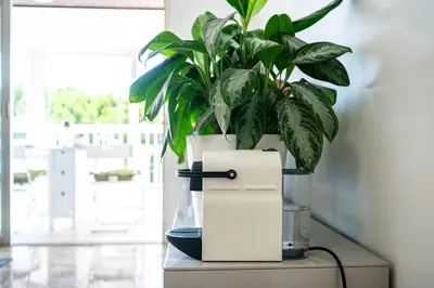 a plant sitting on top of a table with a cooler at Résidence méditerranée - Beachfront - Sun and Seaview - Pool - Private Parking in Cagnes-sur-Mer