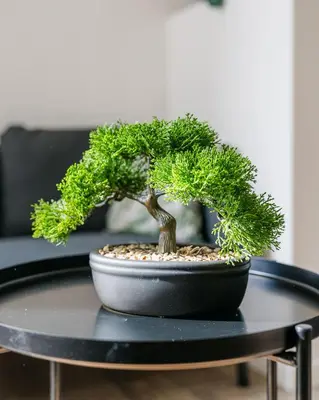 a bonsai tree sitting on a black table at Studio Nicehome Massena in Nice