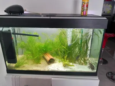 a fishtank filled with a tank with plants in it at Les carlins in Nice