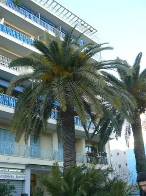 two palm trees in front of a building at Large flat terrace Sea view, Promenade des Anglais in Nice