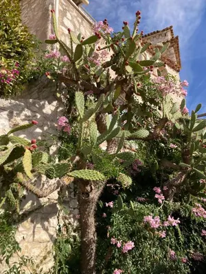a plant with pink flowers on the side of a building at Wunderschöne Wohnung in Jugendstilvilla am Hafen in Nice