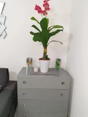 a plant on a dresser in a living room at Central place close to the beach AC air , WI FI, parking in Nice