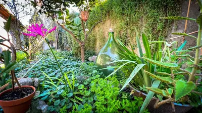 a garden with plants and a large glass bottle at Maison LeFleur in Falicon