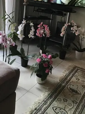 a room with a bunch of flowers in a vase at Nice port quartier antiquaire in Nice