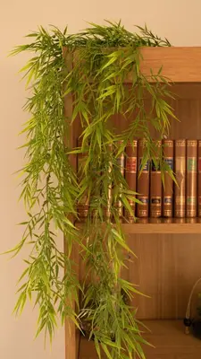 a plant in front of a book shelf at Sea & City View in Nice