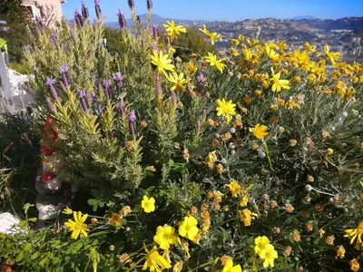 a garden with yellow and purple flowers on a hill at Chambres d'hôtes D'AQUI D'AIA in Saint-Laurent-du-Var