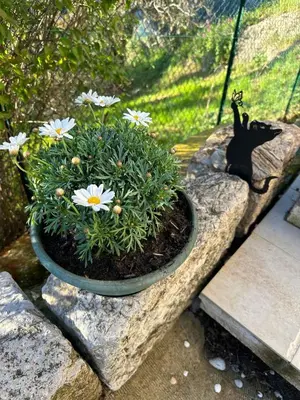 a black cat statue sitting in a pot of flowers at Gîte Le Tilleul in Aspremont