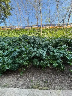 a large group of green plants in a field at Agréable appartement à Beaulieu sur mer à 300 métres des commerces et de la mer in Beaulieu-sur-Mer