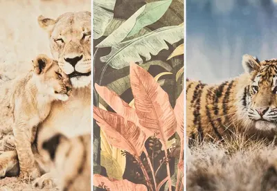 a group of three pictures of tigers in the grass at Nestor&Jeeves - TROPI AZUR - Terrace - Place du Pin in Nice