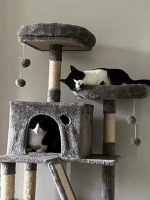 two black and white cats laying on a cat tree at Chambre Vue Jardin Alsace Lorraine Victor Hugo in Nice