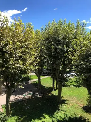 a row of trees in a field with a blue sky at Big Apartement 20 min from beach in Nice