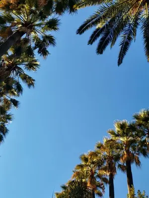 a group of palm trees against a blue sky at Bohemian style and luminous balcony in Nice