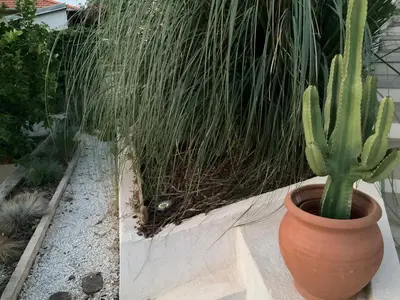 a cactus in a pot in a garden at Maison avec vue mer et jacuzzi à 15 mn du centre in Nice