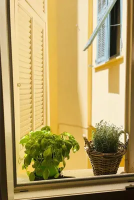 a window with two plants on a window sill at Appartement 2 pièces bourgeois meublé, aéroport tramway in Nice