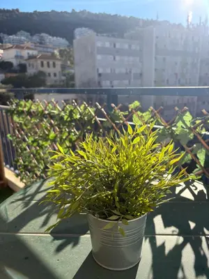 a potted plant sitting on top of a balcony at Charmant studio climatisé à Riquier, proche mer & gare in Nice