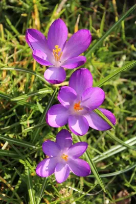a group of purple flowers in the grass at Studio Ciste avec terrasse à Cagnes-sur-Mer in Cagnes-sur-Mer