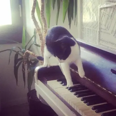 a black and white cat standing on top of a piano at Shared Appartment with Kitten in Nice