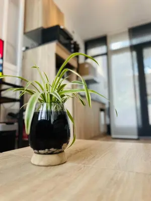 a plant in a vase sitting on a table at Studio Azur in Nice