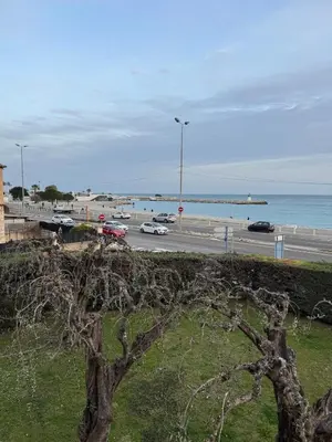 a tree in front of a road and the ocean at Le California front de mer in Cagnes-sur-Mer