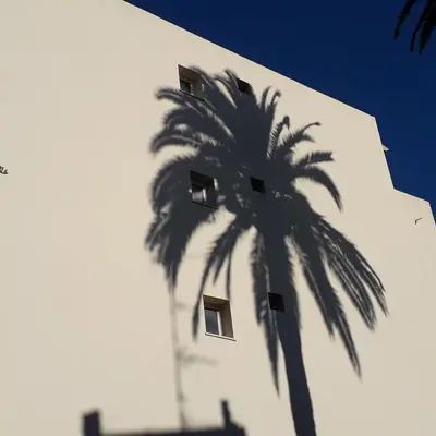 a palm tree in front of a white building at Les Pins . 2 p calme et terrasse in Nice