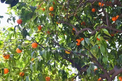 an orange tree with lots of oranges on it at Hotel La Villa Nice Promenade in Nice