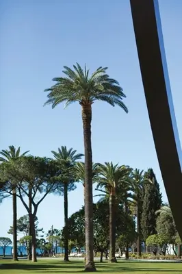 a group of palm trees in a park at ANGLE DROIT- LOFT CHARMANT ET ATYPIQUE, CLIMATISATION, Vieux-Nice in Nice