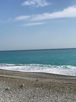 two birds sitting on a beach near the ocean at Seaflat in Nice in Nice