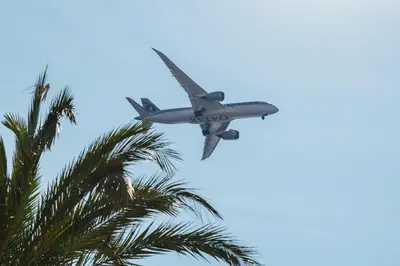 an airplane is flying over a palm tree at 