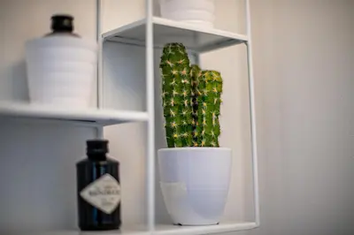 a cactus in a white pot on a shelf at Palais l'Escurial AP4069 by Riviera Holiday Homes in Nice