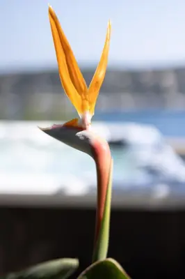 a close up of a flower in front of a monitor at Villa Belvedere in Nice