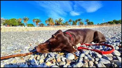a brown dog laying on rocks with a toy at Le Petit Trianon et le Charme des Suites in Nice