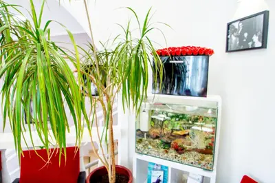 two potted plants sitting on a table next to a fish tank at Hôtel Parisien in Nice