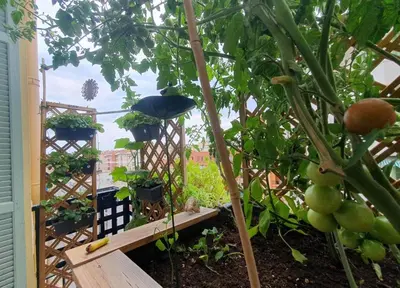 a garden with tomatoes and plants on a trellis at Wonderful heart of Nice in Nice