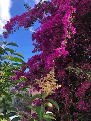 a bunch of purple flowers on the side of a building at Charmante chambre privée 5/10 mn du CentreVille/Port-Jardin/Parking in Nice