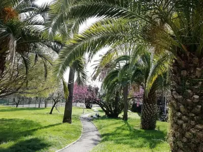 a path through a park with palm trees and grass at NICE NORD 2 PIECES CALMES,WIFI,CLIM,BALCON,PARKING in Nice