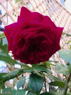 a red rose is growing in front of a fence at Charming studio mezzanine w/ large terrace - Nice in Nice