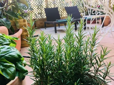 a group of plants and chairs in a garden at Charming studio mezzanine w/ large terrace - Nice in Nice